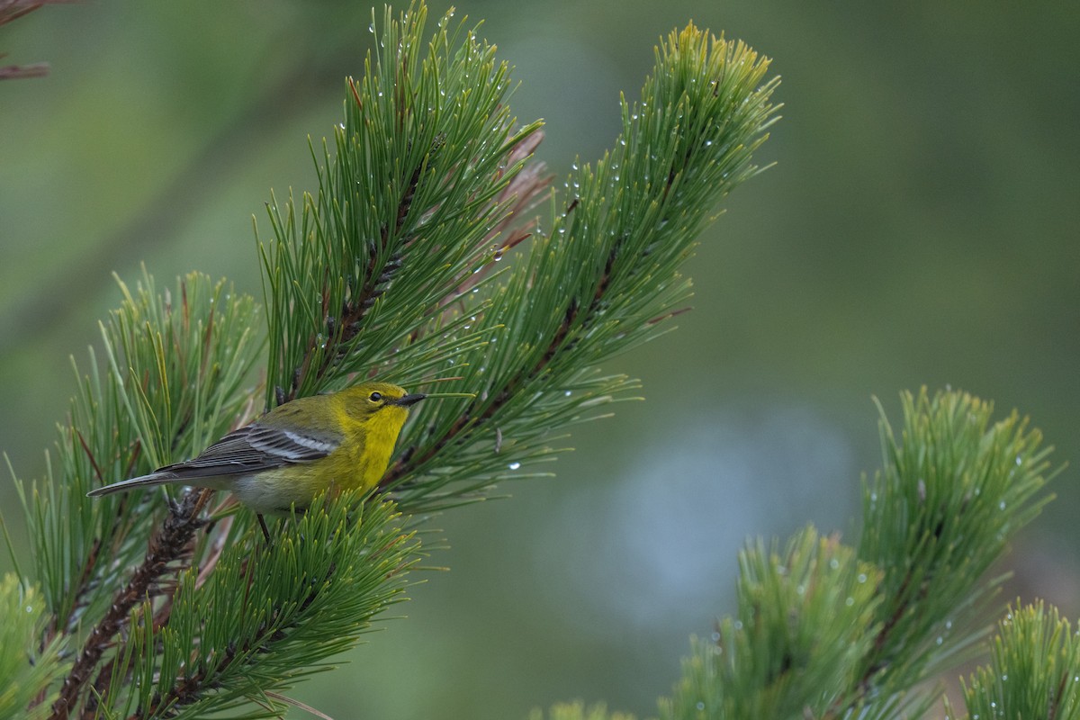 Pine Warbler - ML645483163