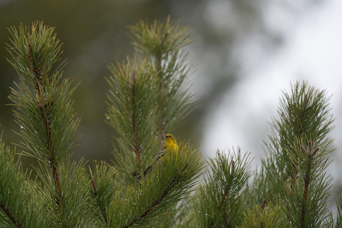 Pine Warbler - ML645483164