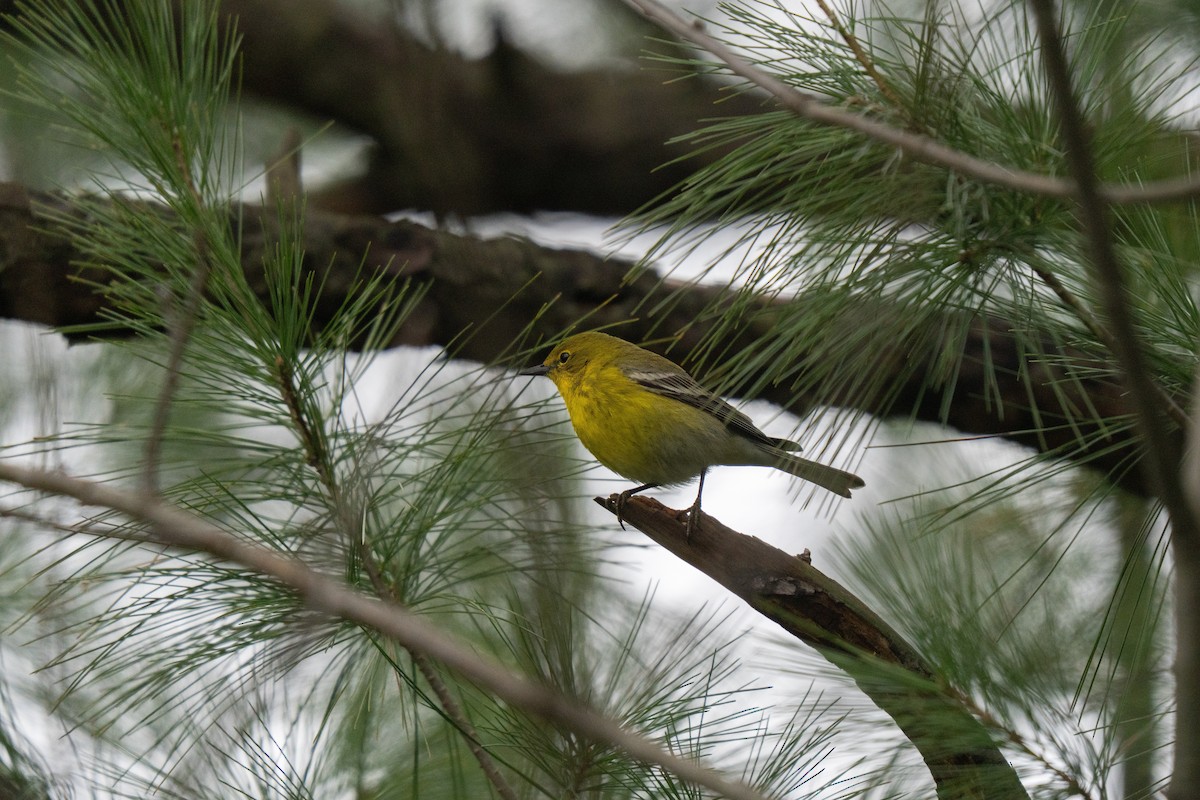 Pine Warbler - ML645483165