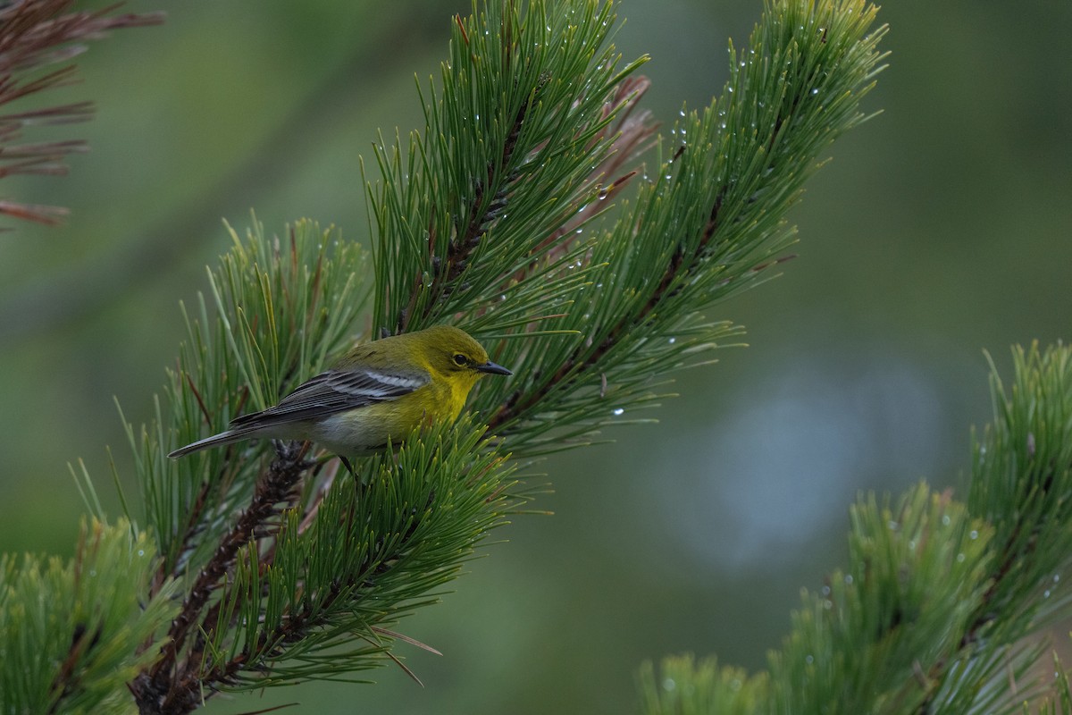 Pine Warbler - ML645483166
