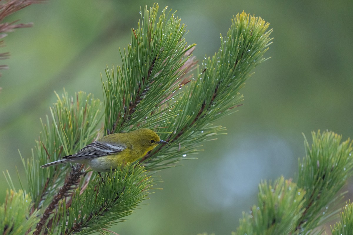 Pine Warbler - ML645483167