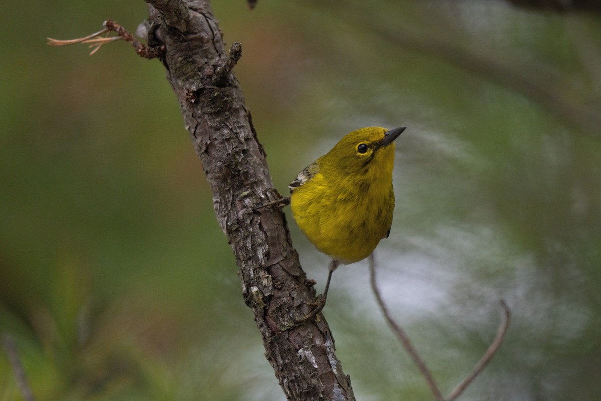 Pine Warbler - ML645483168