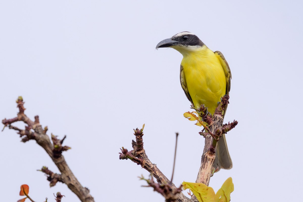 Boat-billed Flycatcher - ML645483170
