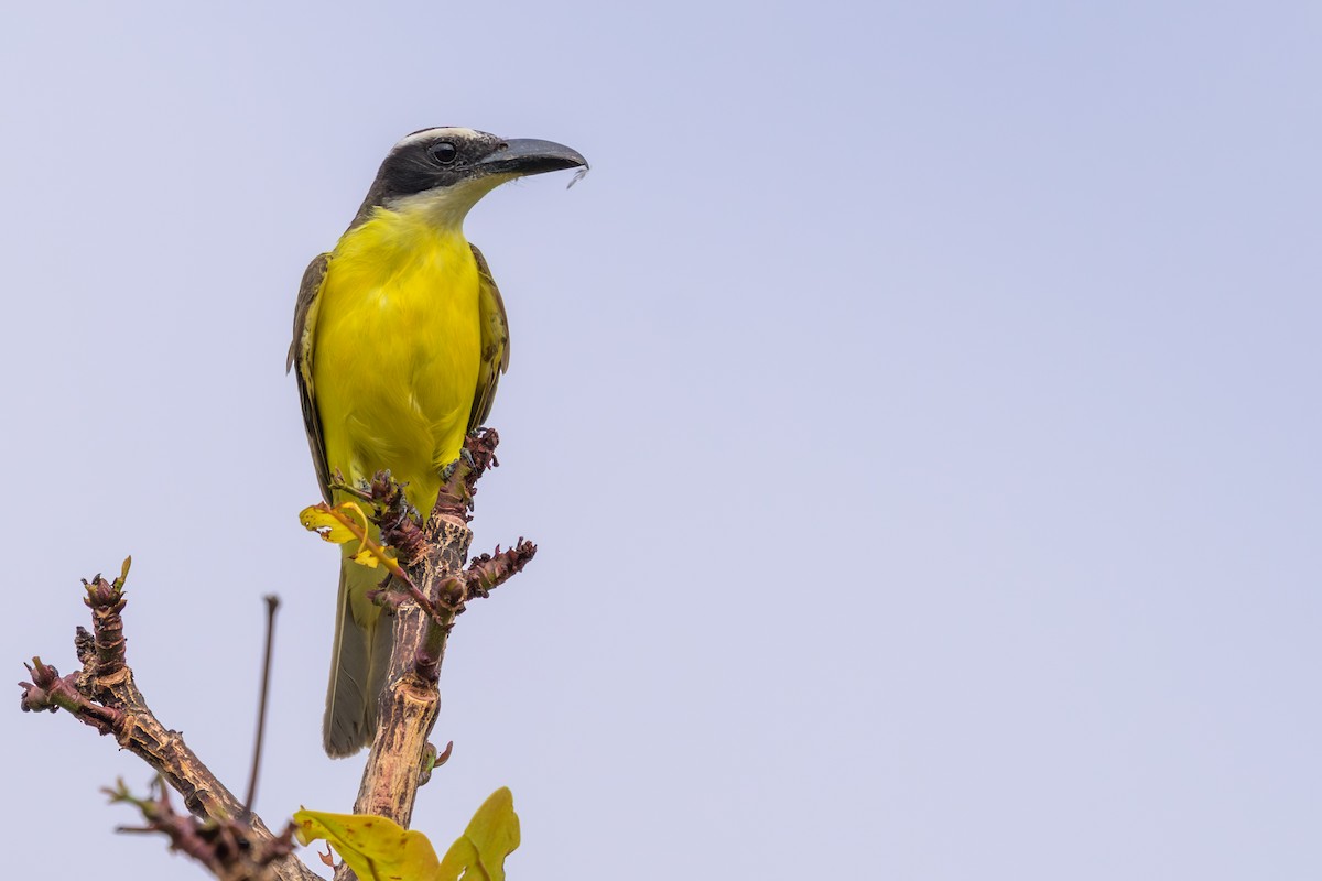 Boat-billed Flycatcher - ML645483171