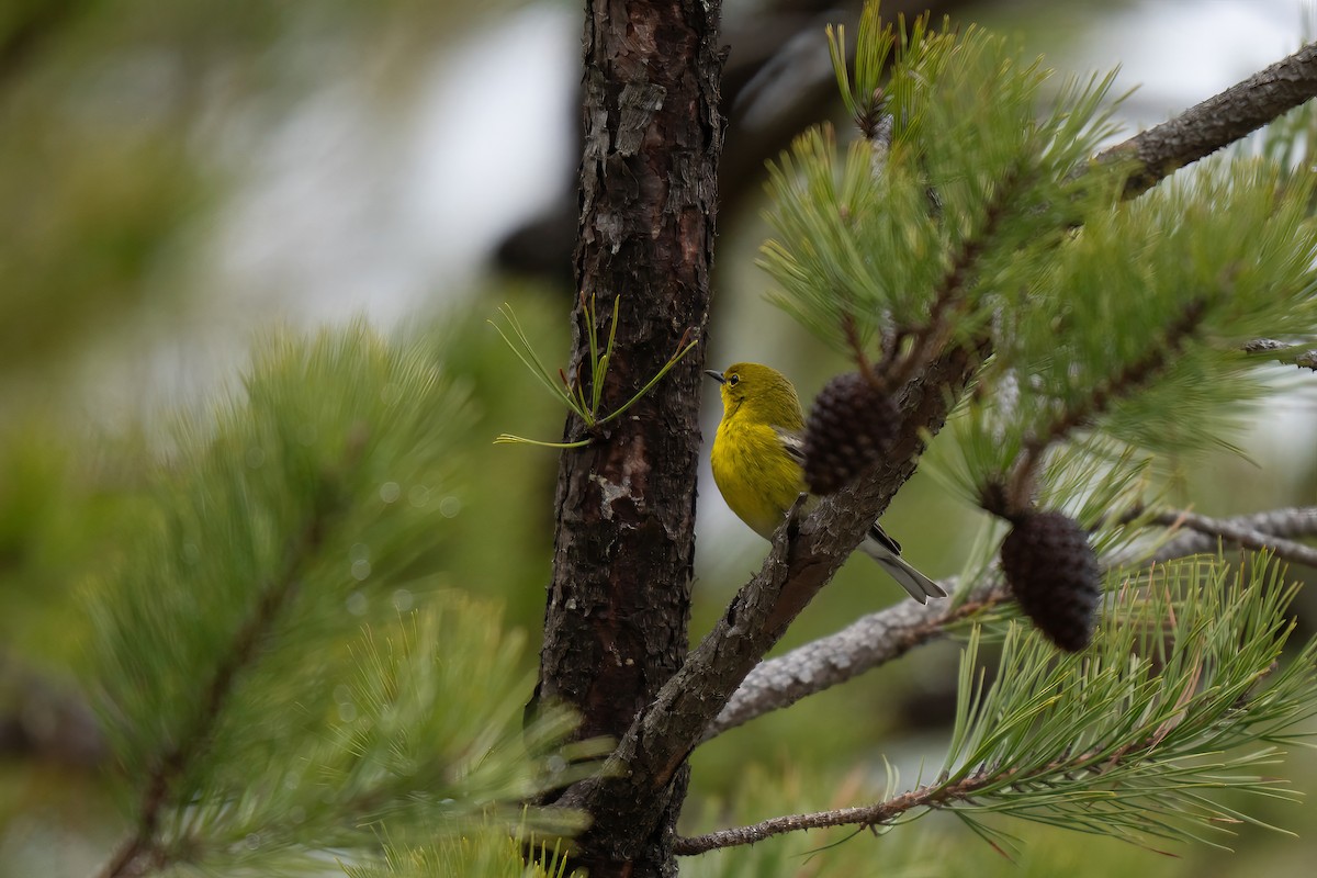 Pine Warbler - ML645483178