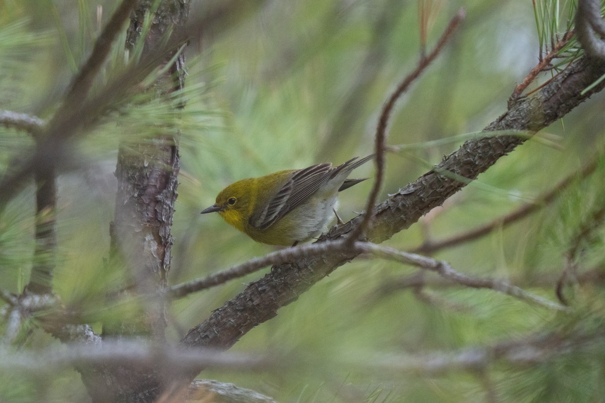 Pine Warbler - ML645483179