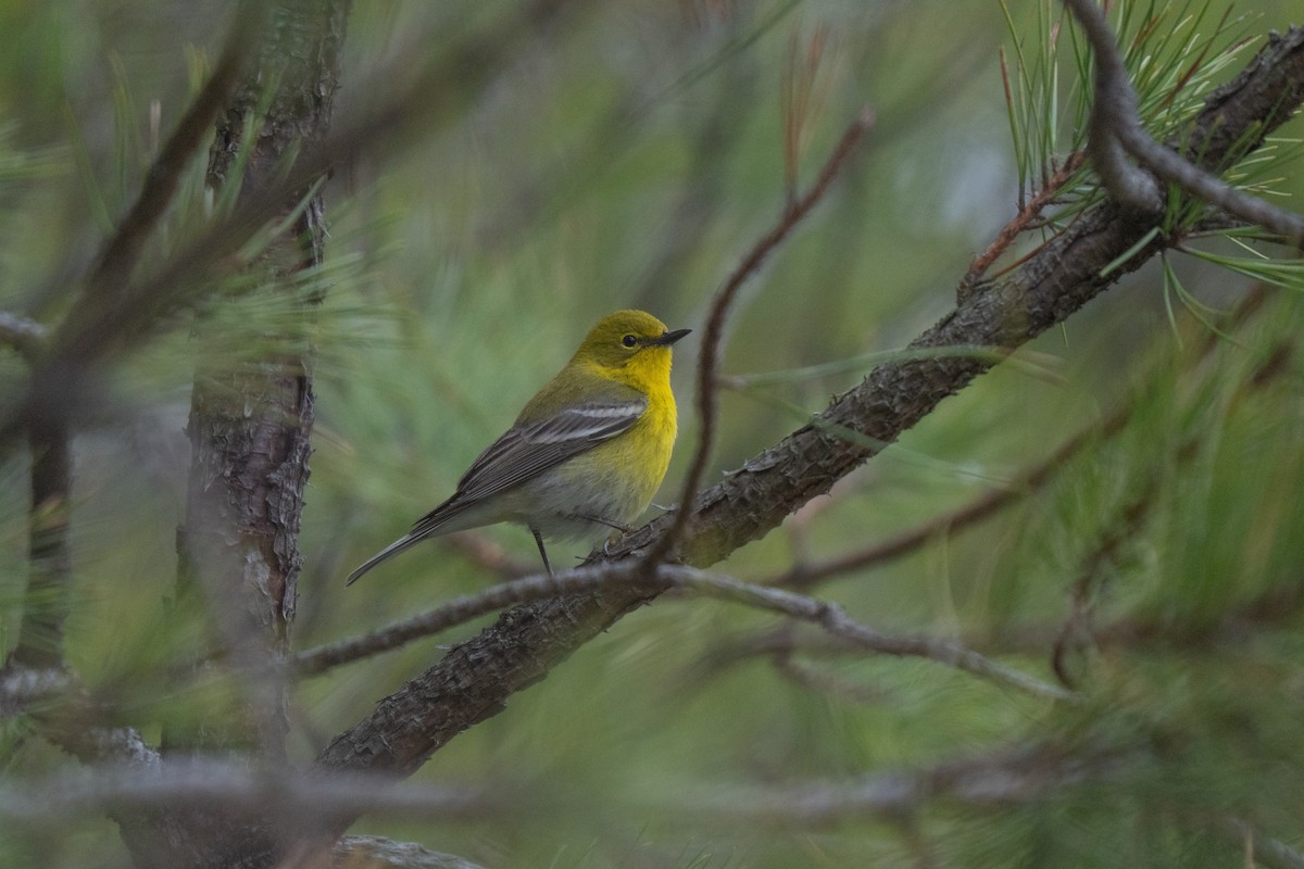 Pine Warbler - ML645483180