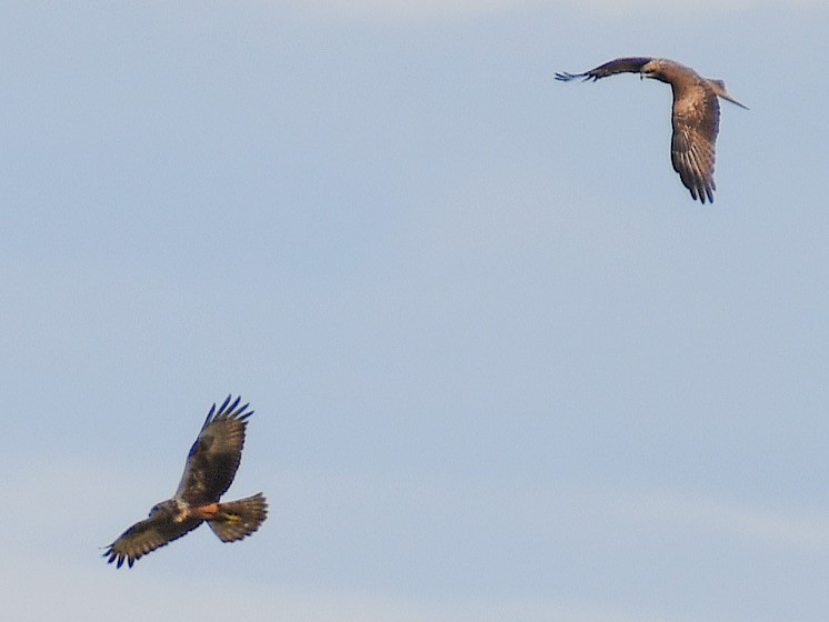Eastern Marsh Harrier - ML645483182