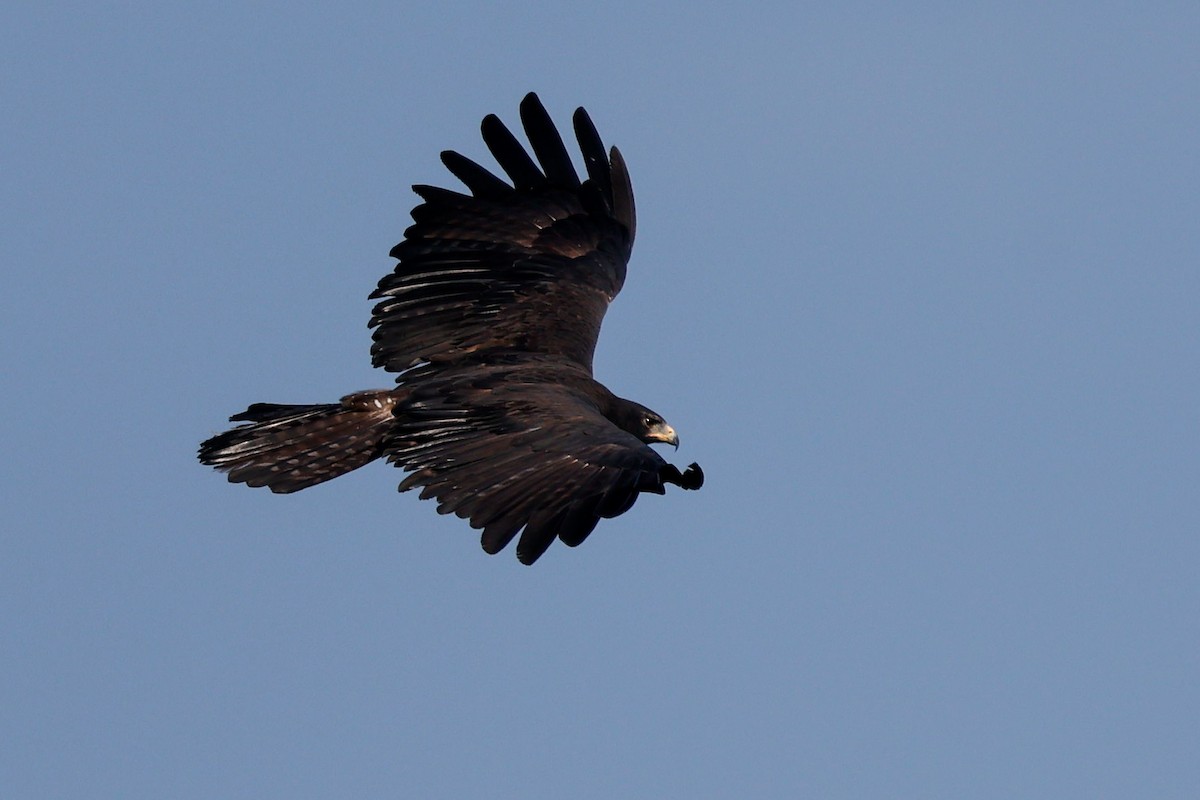 林鵰 - ML645483183