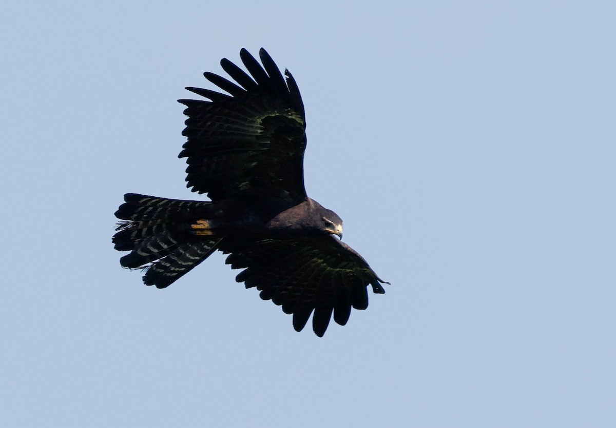 林鵰 - ML645483184