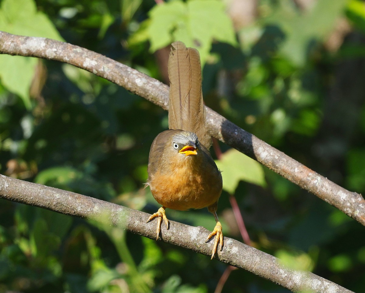 Rufous Babbler - ML645483191