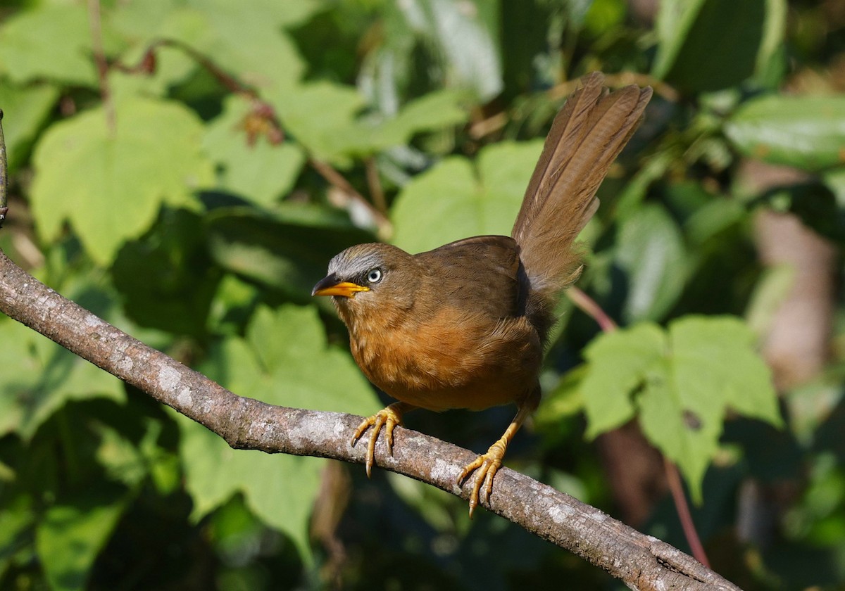 Rufous Babbler - ML645483192
