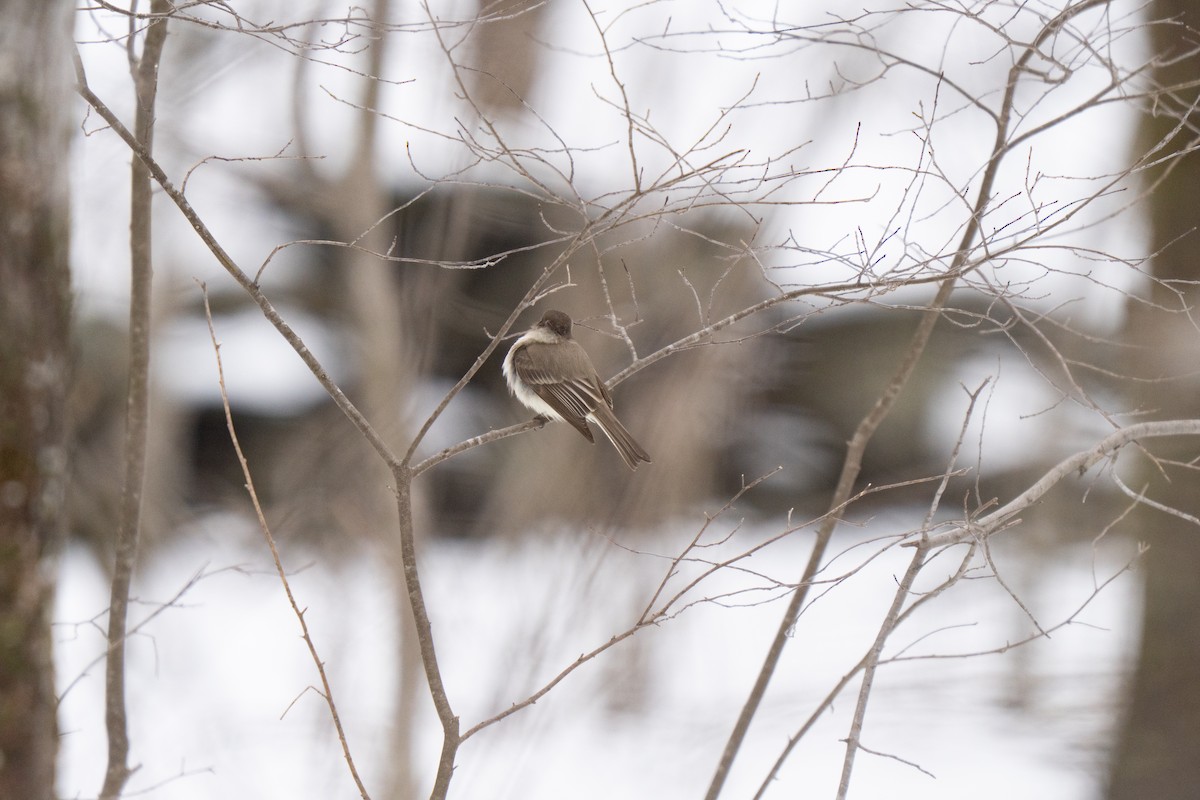 Eastern Phoebe - ML645483193