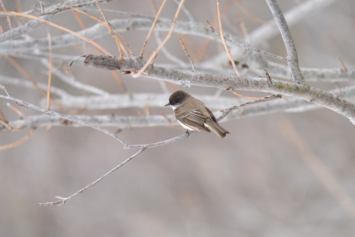 Eastern Phoebe - ML645483194