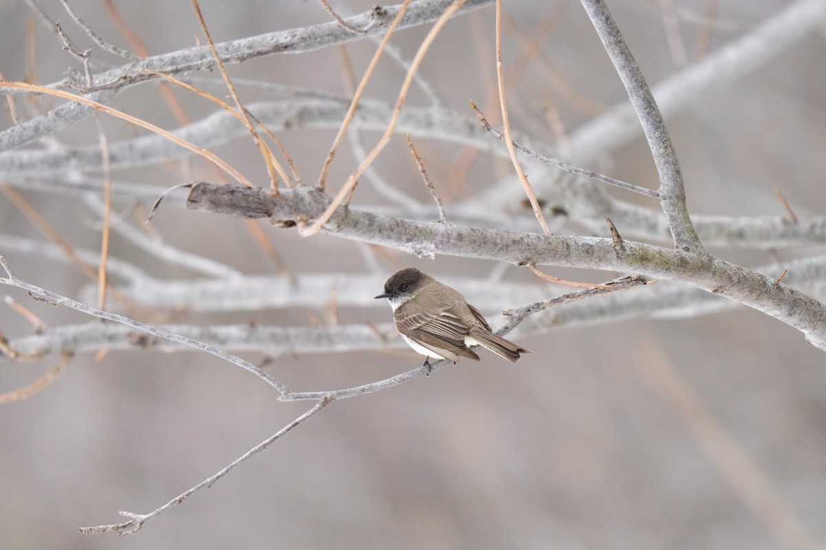 Eastern Phoebe - ML645483195