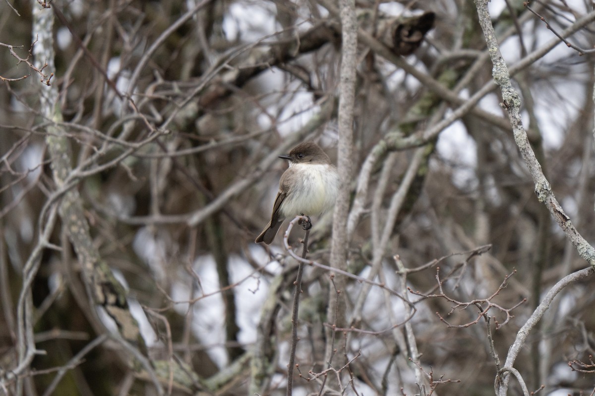 Eastern Phoebe - ML645483196