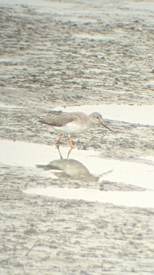 Terek Sandpiper - ML645483199