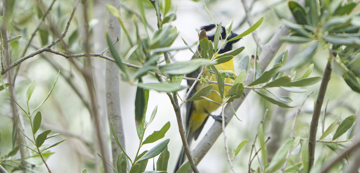 Silbador Cabezón Oriental - ML645483201