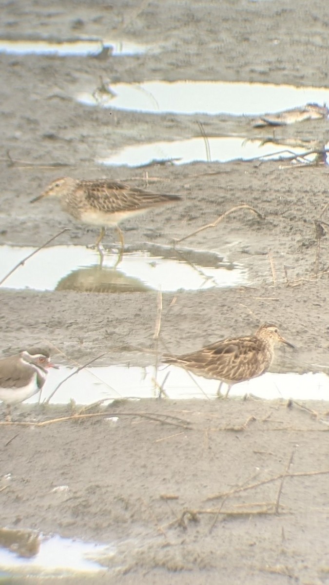 Pectoral Sandpiper - ML645483202