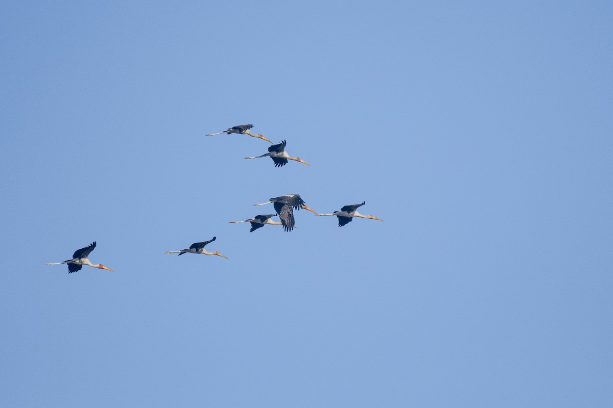 Лелека-тантал індійський - ML645483203