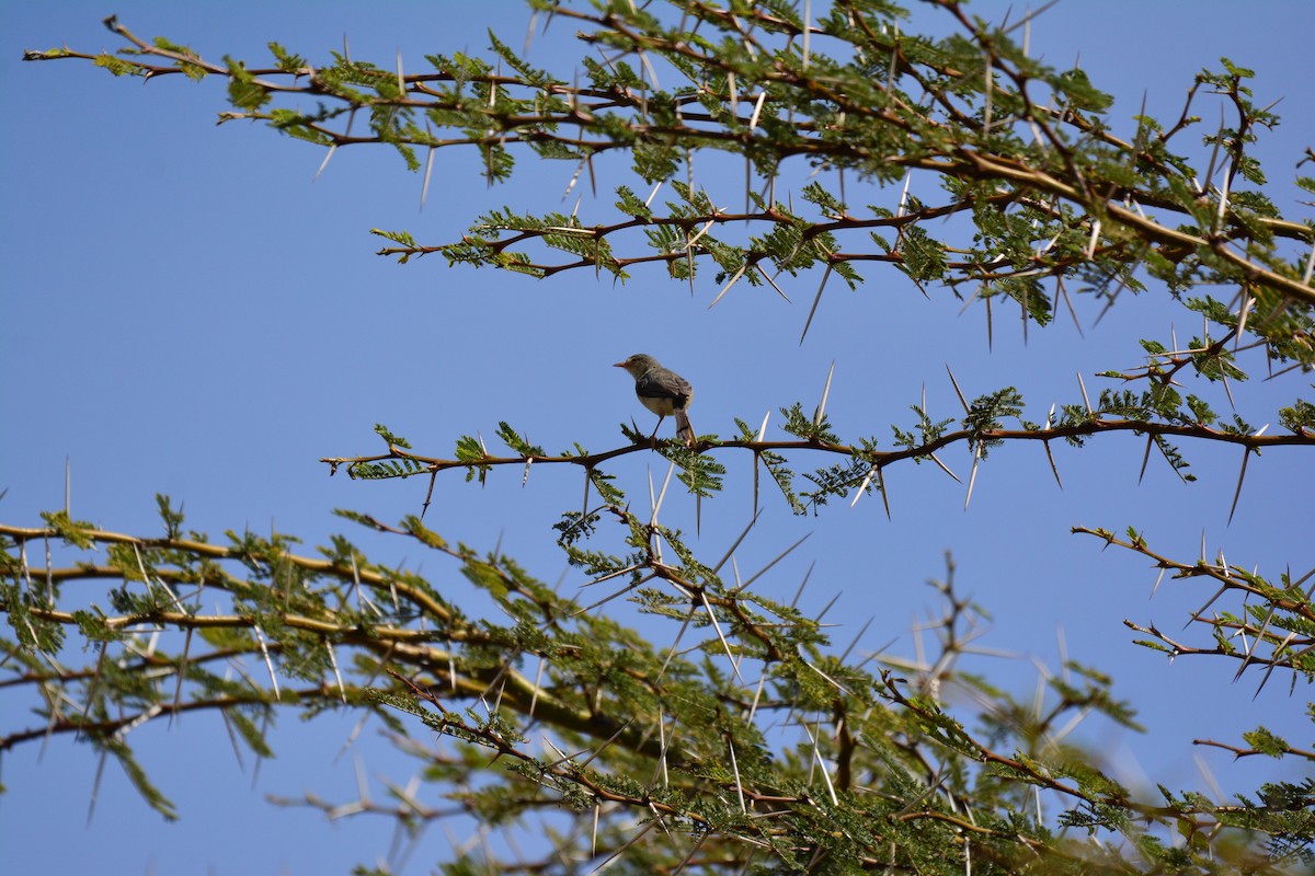 Акаційовик - ML645483207