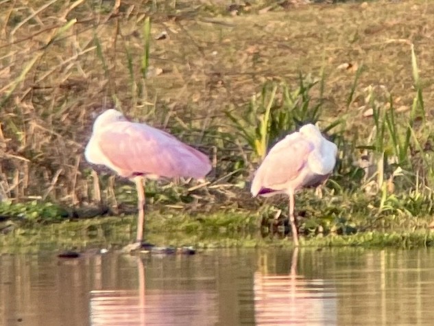 Roseate Spoonbill - ML645483208