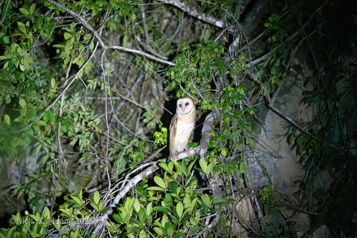 Сипуха американська - ML645483209