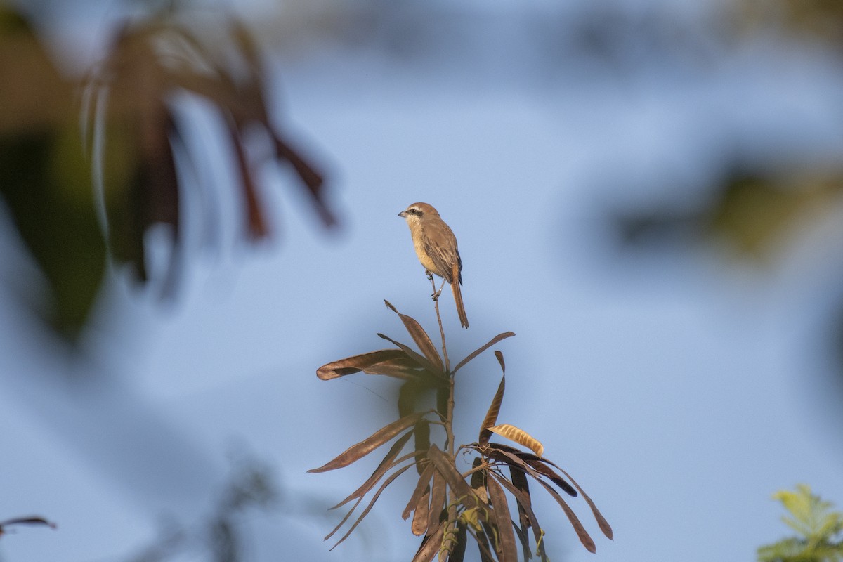 Сорокопуд сибірський - ML645483212