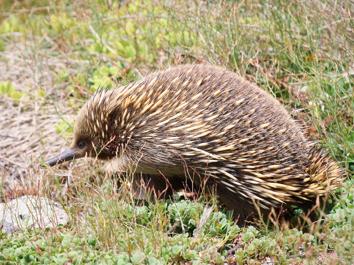 Short-beaked Echidna - ML645483213