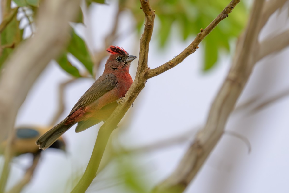 Червоночубик вогнистий - ML645483216