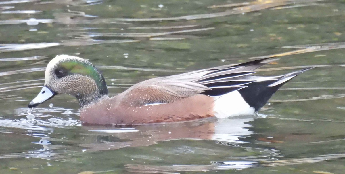 Свищ американський - ML645483218