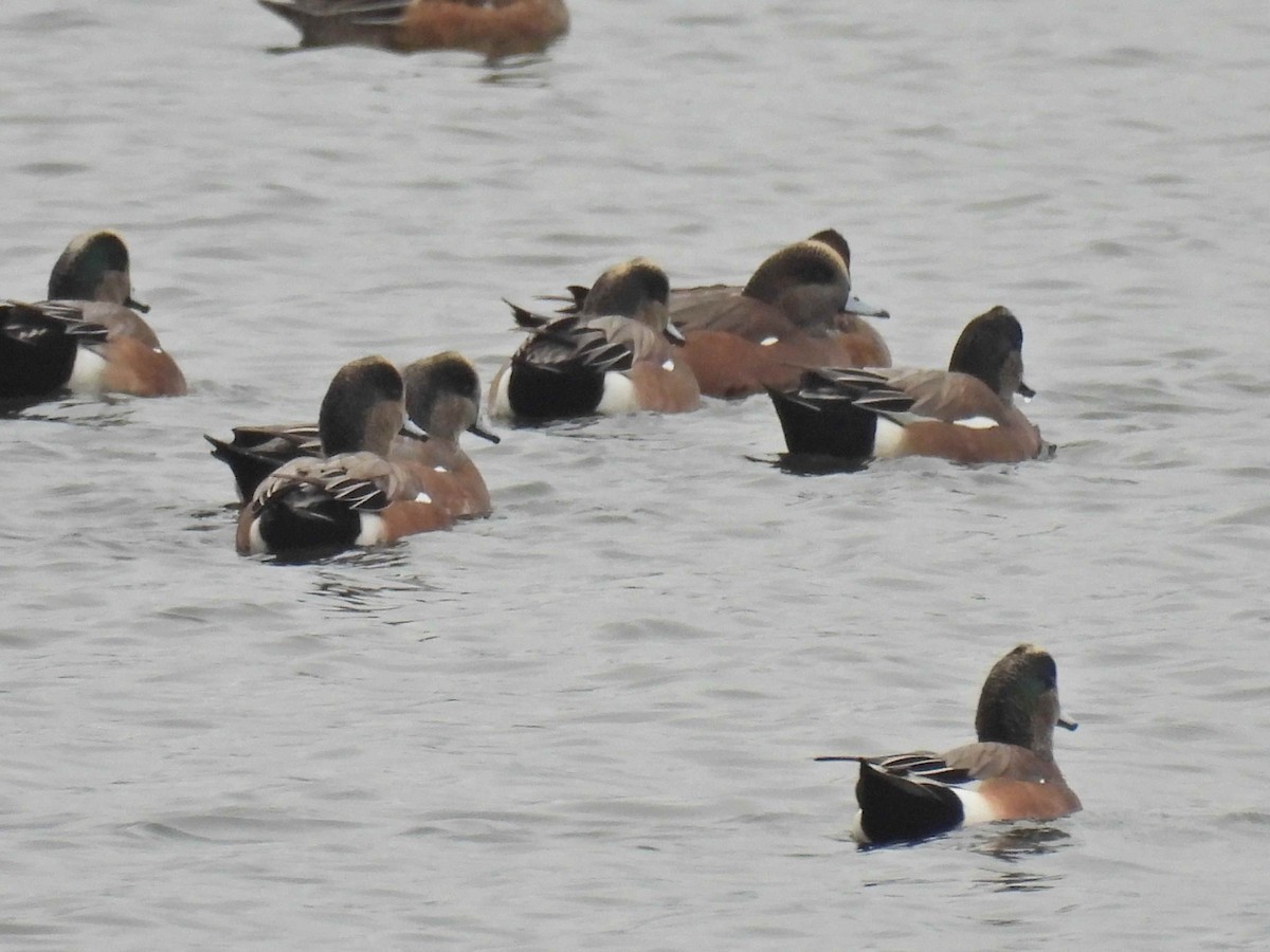 Свищ американський - ML645483219