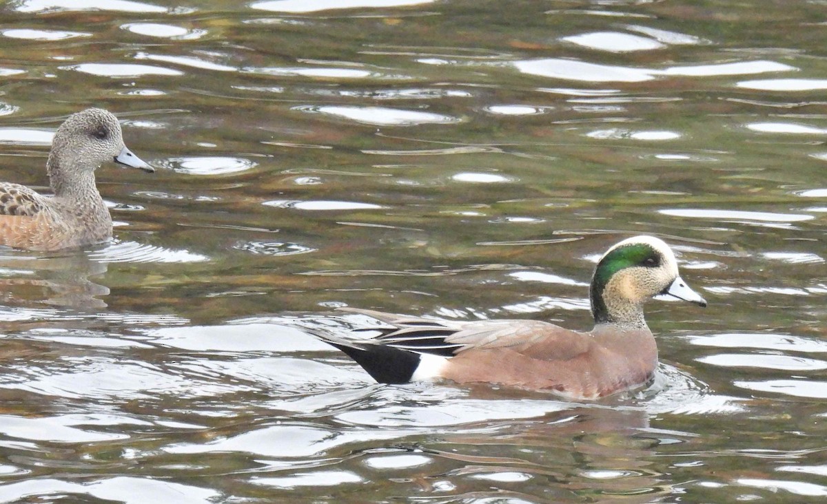 Свищ американський - ML645483220