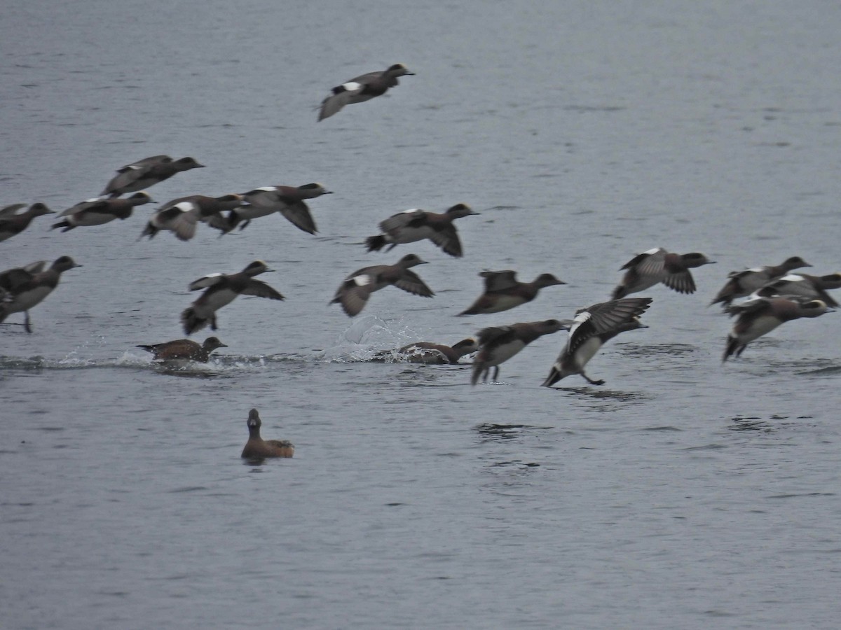 Свищ американський - ML645483221