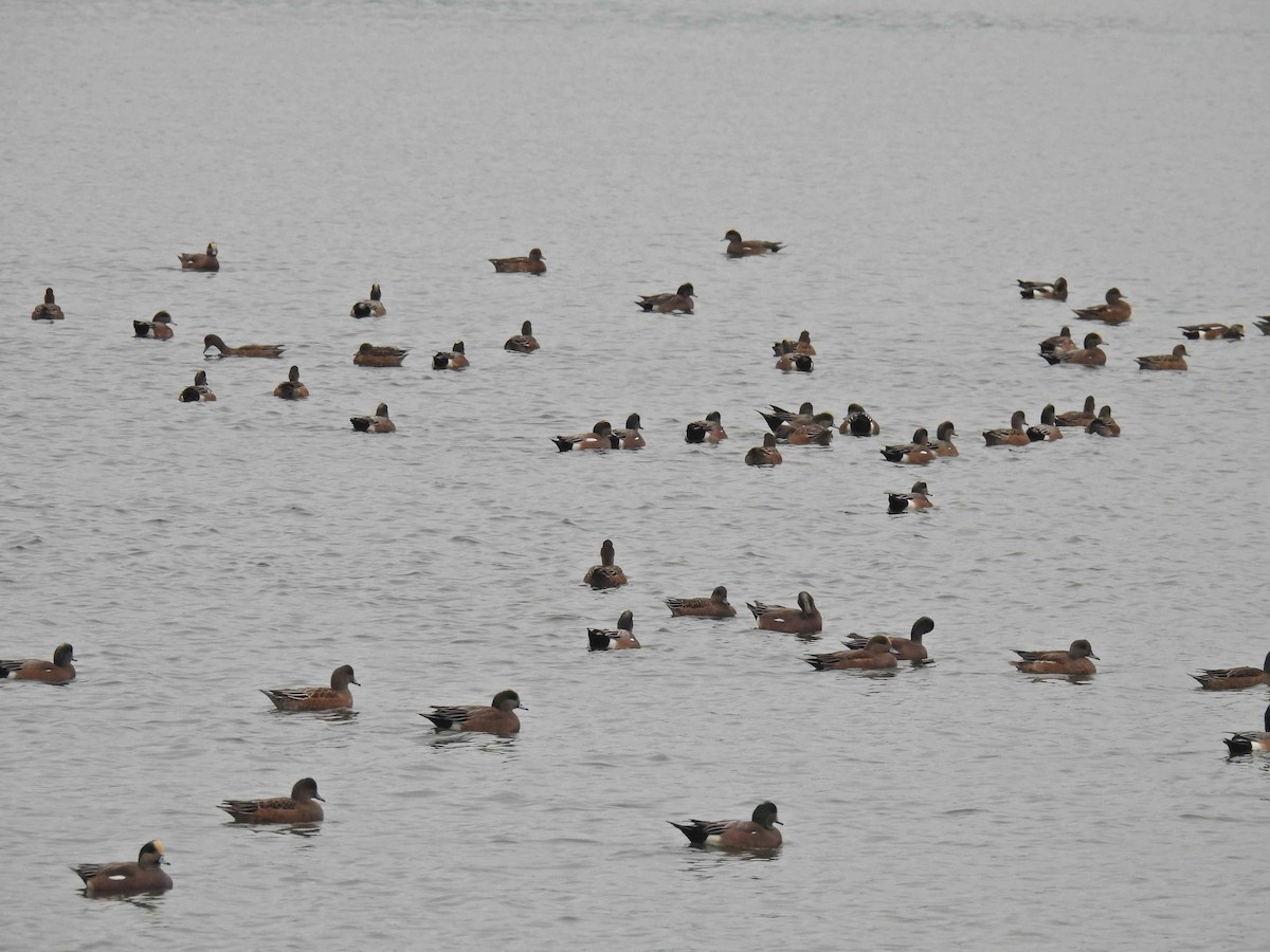 Свищ американський - ML645483223