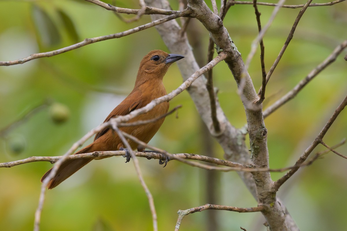 Танагра-жалібниця велика - ML645483224