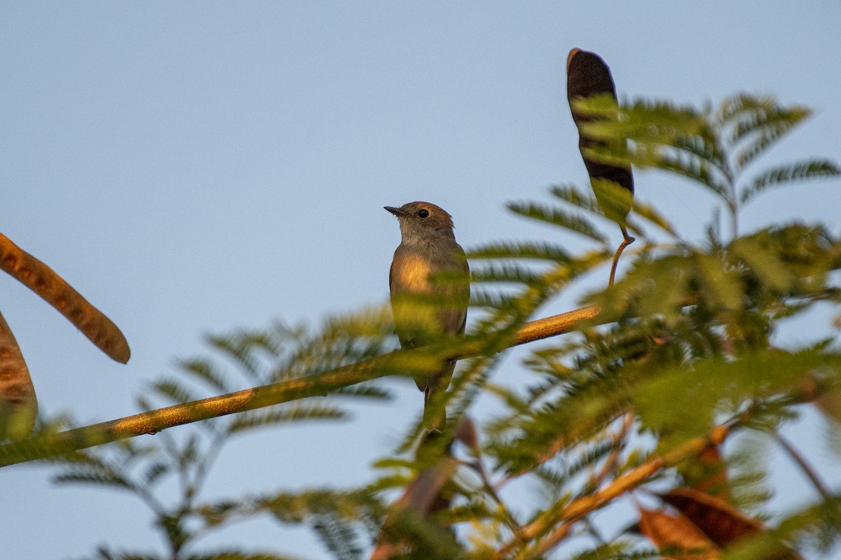 Мухоловка північна - ML645483226