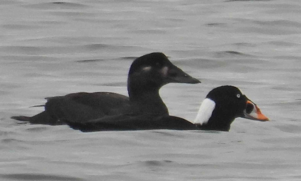 Турпан білолобий - ML645483228