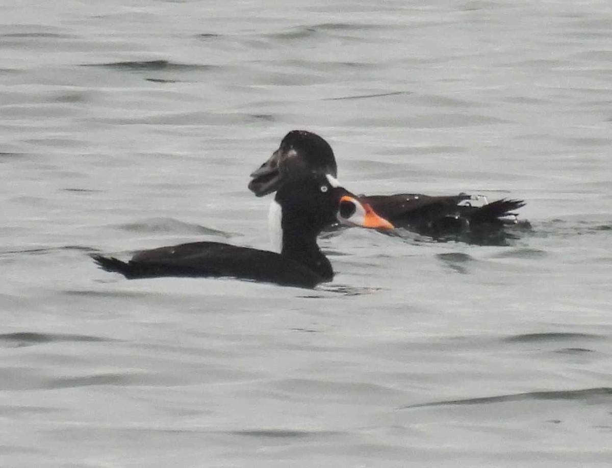 Турпан білолобий - ML645483229