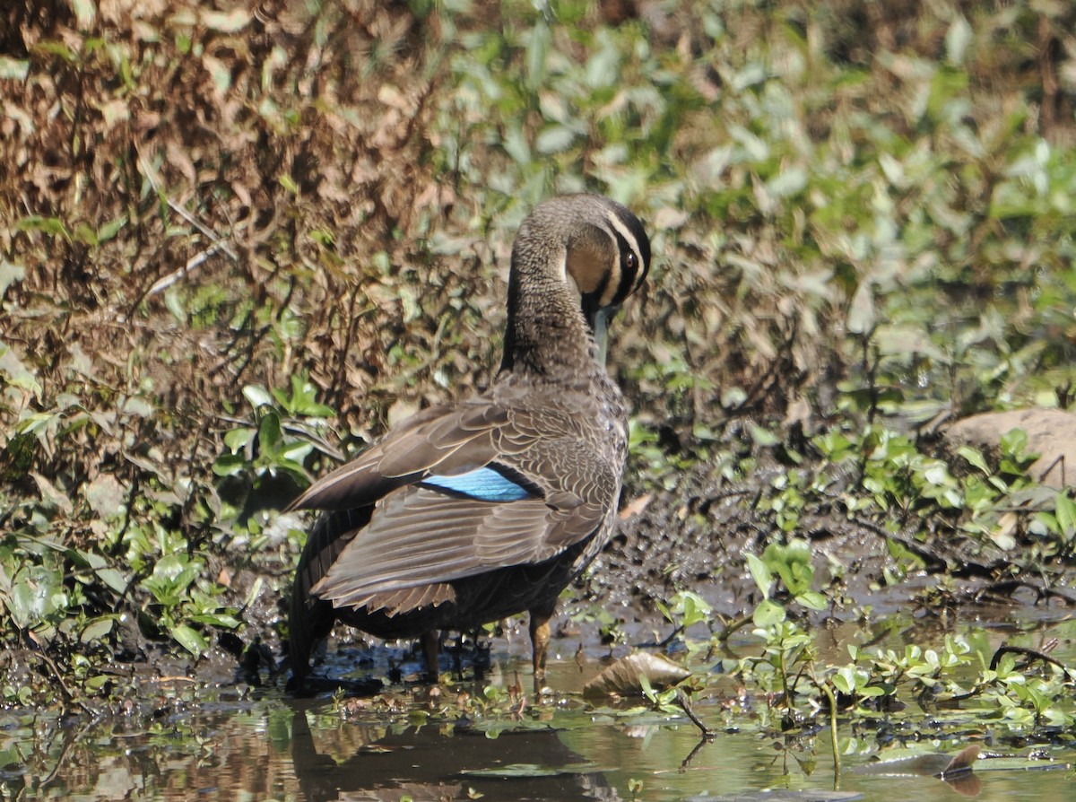 Крижень австралійський - ML645483230