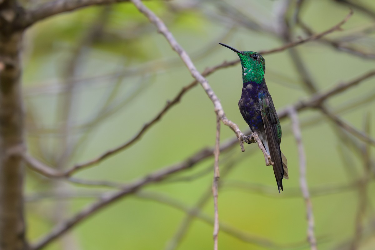 Колібрі-лісовичок буроголовий - ML645483231
