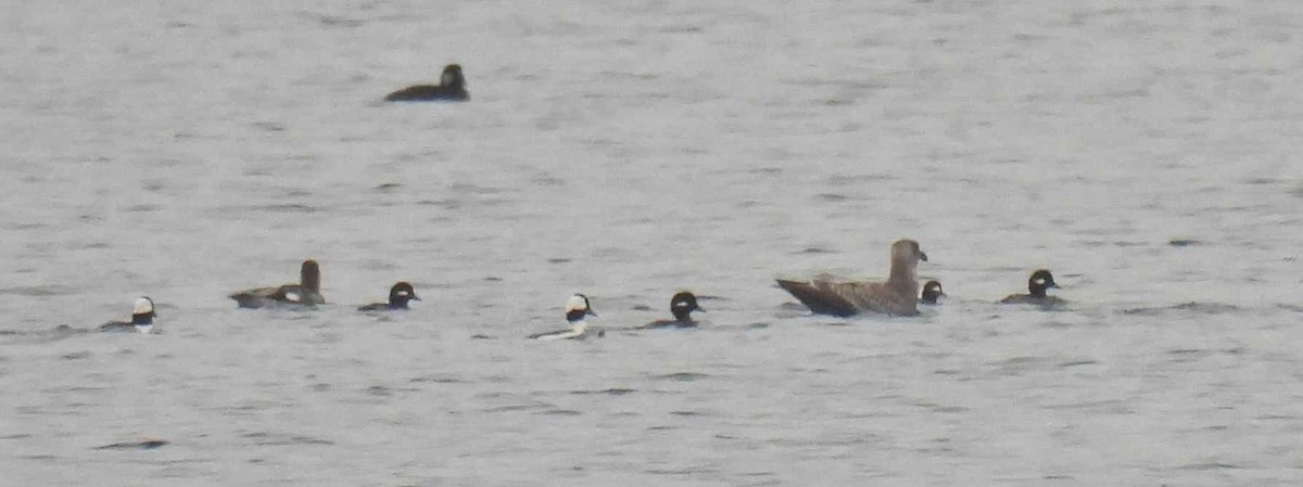 Гоголь малий - ML645483232