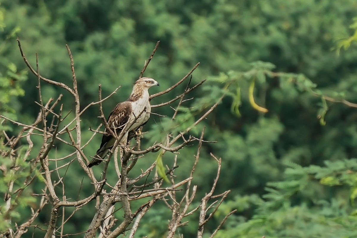 Осоїд чубатий - ML645483233