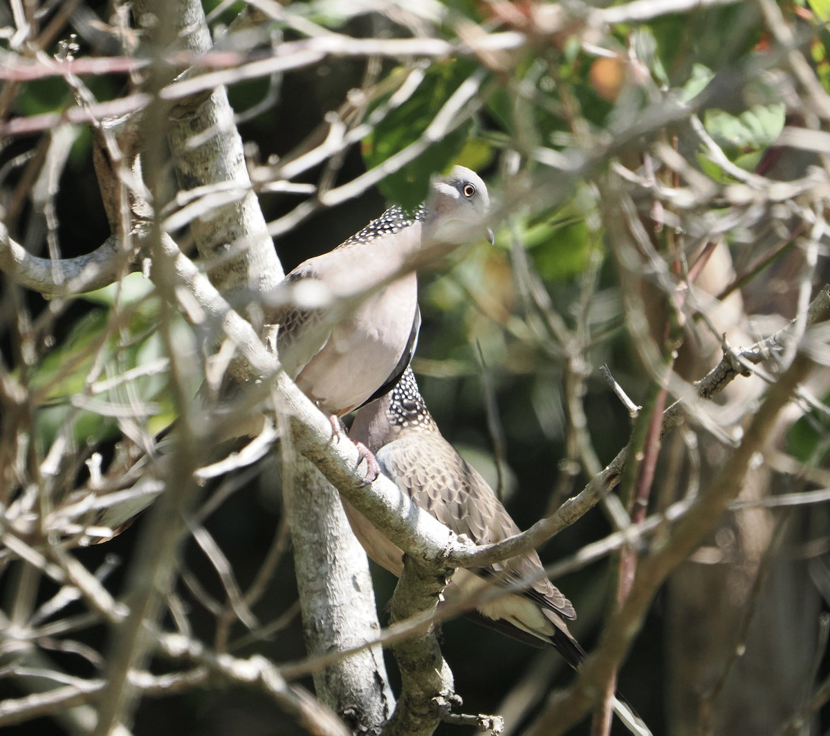 Горлиця китайська - ML645483234