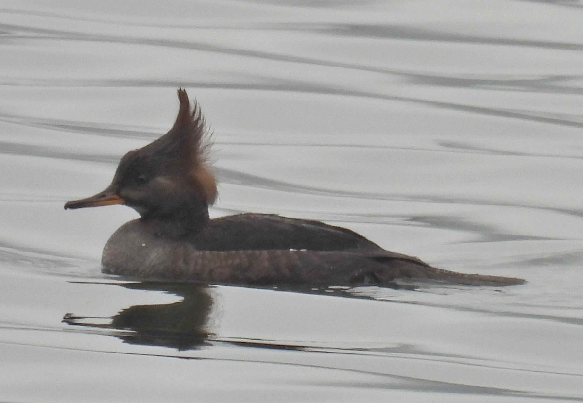 Крех жовтоокий - ML645483235