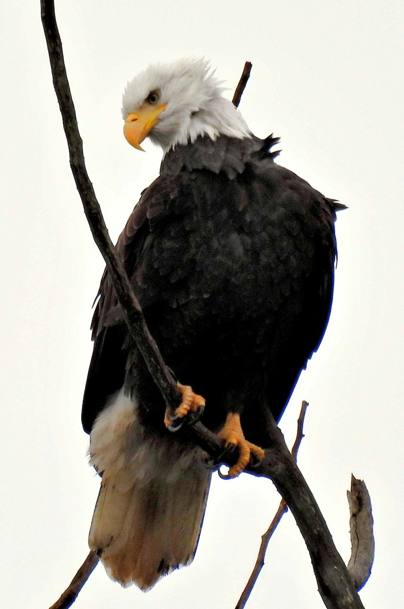 Орлан білоголовий - ML645483236