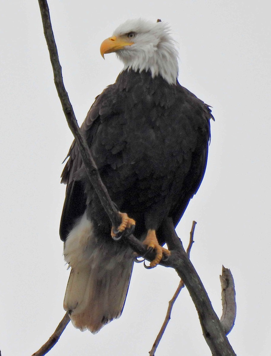 Орлан білоголовий - ML645483237