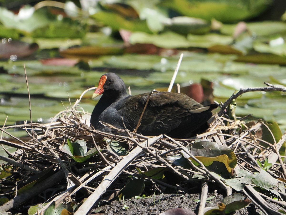 Курочка чорна - ML645483238