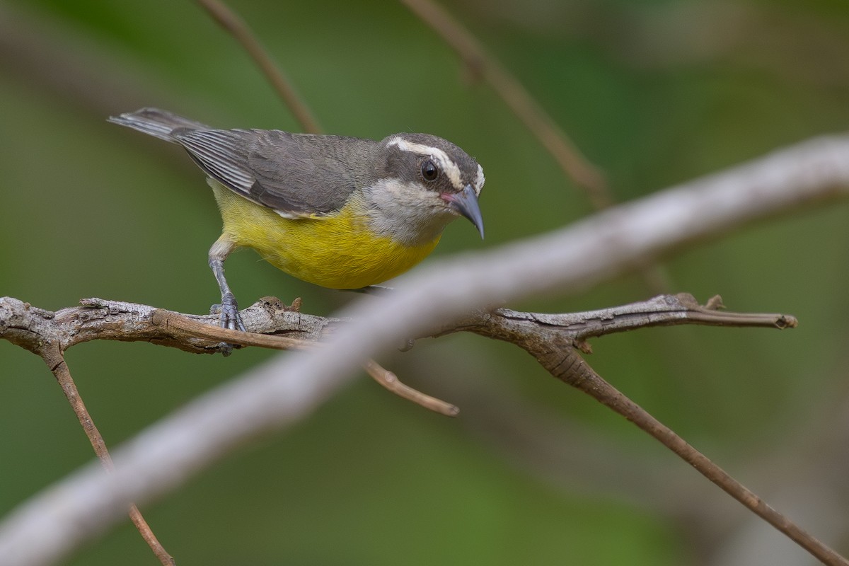 Цереба - ML645483241