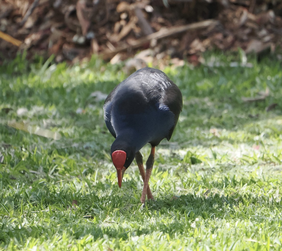 Султанка австралійська - ML645483242
